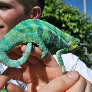 urban chameleon