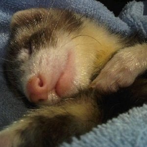 My ferret .. Piff<3