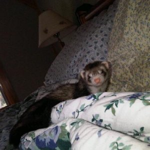 Piff wakening from a nap on mommys pillow