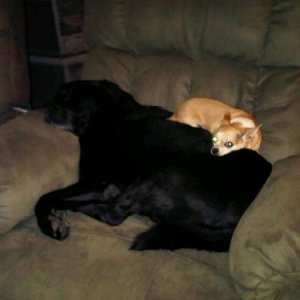 Buddy & Sophie ... RIP Buddy boy<3