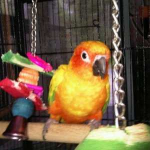 Goomer the conure