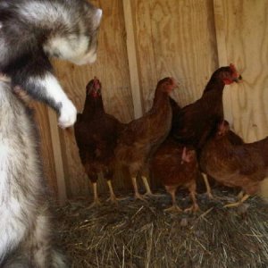 Piff about to attack the chickens!