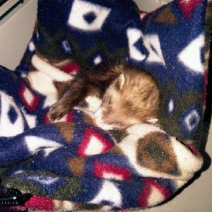 Grizzy all tucked into bed<3