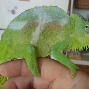 Cornelius on my hand