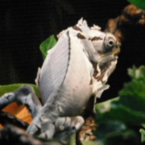 The shedding!