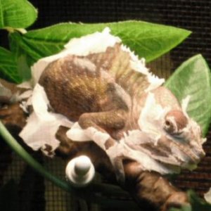 Shedding with some color.