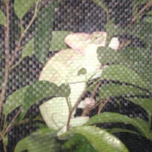 Apolo through the screen