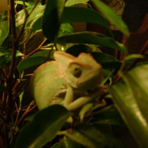 Young Apolo