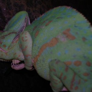Apple sleeping