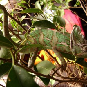Apolo