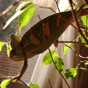 Apolo catching some sun