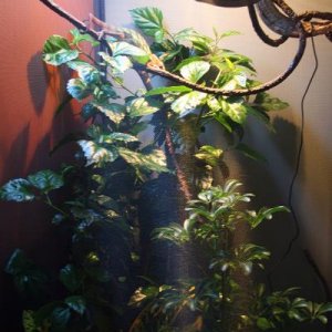My second Chameleons habitat