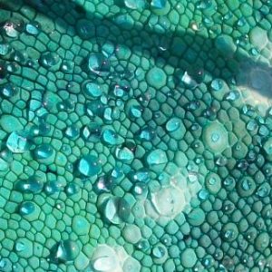 Scales2