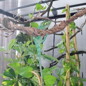 Zephyrs first steps in his new cage!