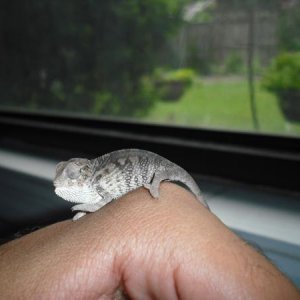 Draco.