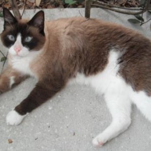 He is Shenmue leader of The Cat Mafia and ruler of Christina Groves.I am not his master,he is my master and he demands payment.
