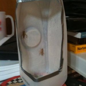 cricket.cup