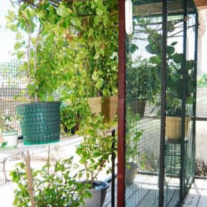Large misting jungle on screened back porch with auto mister