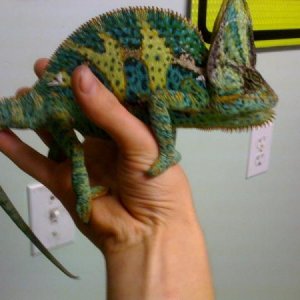 chameleon 1