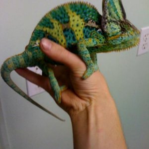 chameeleon 2