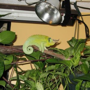 IMG 0526