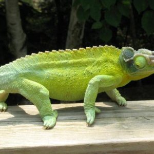 IMG 0628