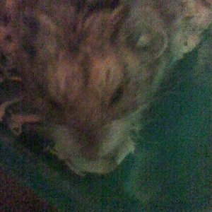 Hamster AKA Hitana