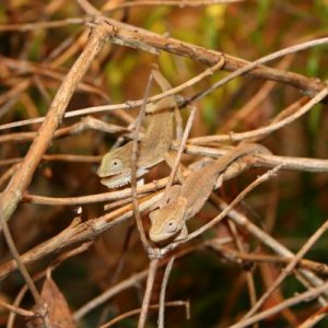 juveniles
