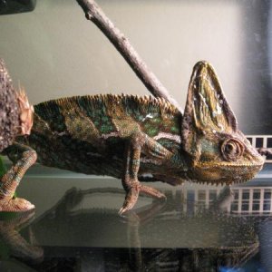 How he looked when I first brought him home!  Much improved today!