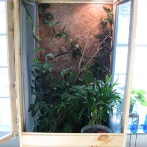 Big new cage I built with my female hands and not much wood working experience.  I have since added many more vines and some hanging feed dishes.