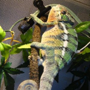 Basking and irritated!