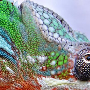 Chameleons%20048web