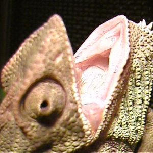 Lilly 8