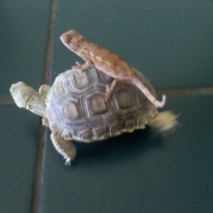 on da turtle