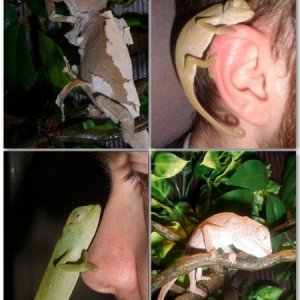 The many Faces of Edd