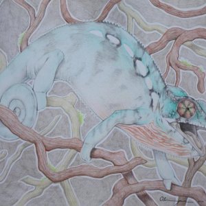 Tinkerbelle, Female Panther Chameleon. Commission for Dayna Davis. (Color Pencil)