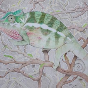 Henry, Male Ambanja Panther Chameleon. Commission for Dayna Davis. (Color Pencil)