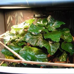 Used the bamboo to make basking spots for each light.