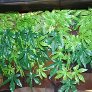 Close-up of the vines covering the back of the cage.