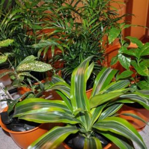 Live plants for Rico's cage include gold dust dracaena, dracaena marginata, Kentucky coffee tree and two parlor palms.