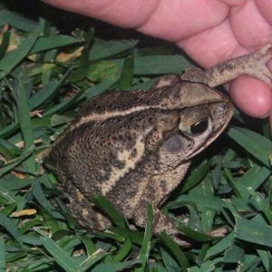 bufo nebulifer