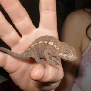 Littlefoot

From Dondeb562