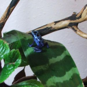 D. azures