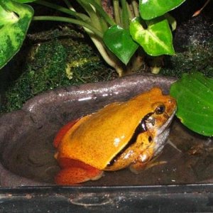 Tomato Frog