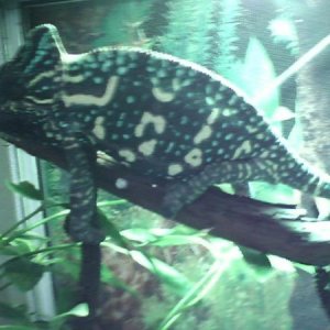 Kharma my second female that died from egg binding