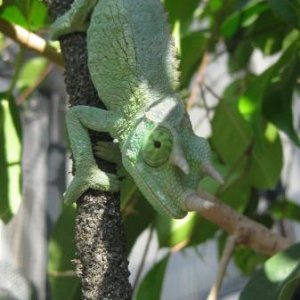 CB Xantholophus