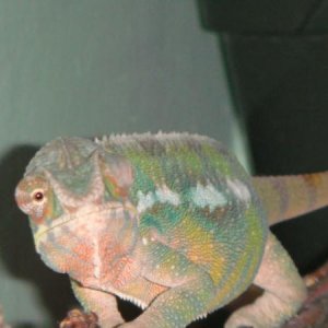 Post shed Nov. 29.