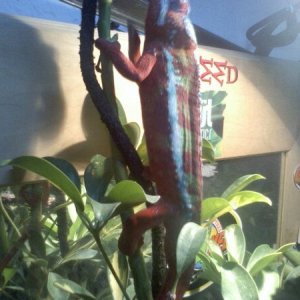 climbing the limb, colorfuly