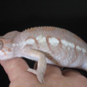 Chams   12 5 2010 018
This is Cloey, A 10 month old Ambilobe female