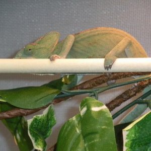 Victoria (Female Veil)